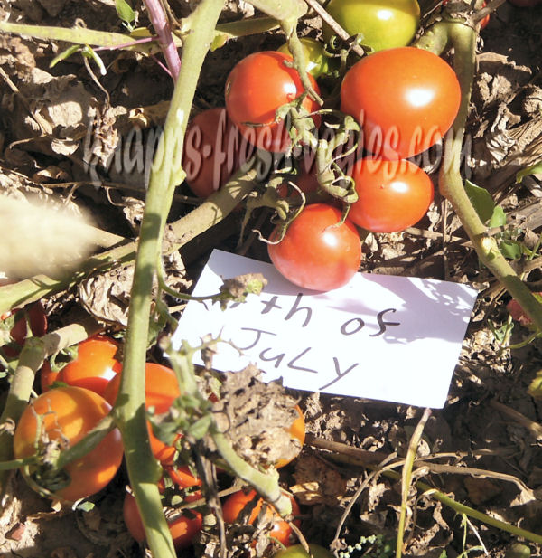 4th of July tomato Seeds, heirloom - Knapp's Fresh Vegies